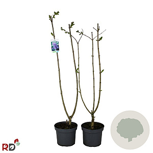 Syringa v. 'Olivier de Serres' 80-100 cm 5,0L 2-3 tak