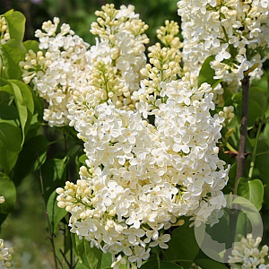 Syringa v. 'Primrose' 80-100 cm 12L 5-8 tak najaarspotting