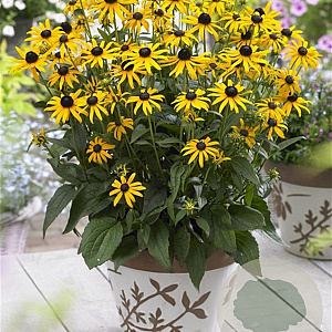 Rudbeckia f. 'Little Goldstar' GM P9