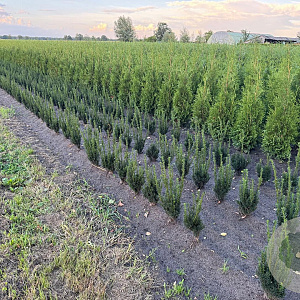 Taxus media 'Hillii' 30-40 cm met kluit