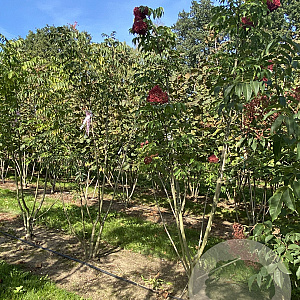 Tetradium daniellii 200-225 cm met kluit solitair