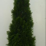 Thuja occ. 'Smaragd' 175-200 cm 20L