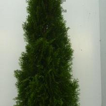 Thuja occ. 'Smaragd' 175-200 cm 20L