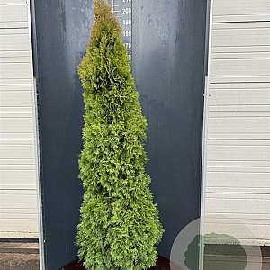 Thuja occ. 'Smaragd' 200-225 cm 25L