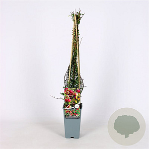 Vaccinium macrocarpon 'Pilgrim' 70 cm 2,0L