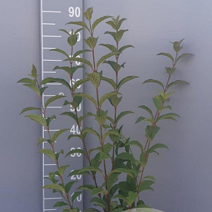 Viburnum bodn. 'Charles Lamont' 60-80 cm 5,0L