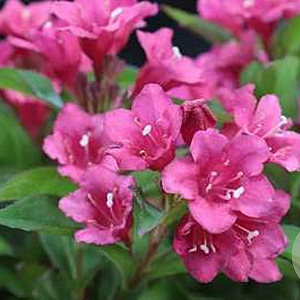 Weigela 'Eva Rathke' 60-80 cm wortelgoed struik