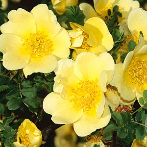 Rosa (H) 'Canary Bird' A kwaliteit wortelgoed