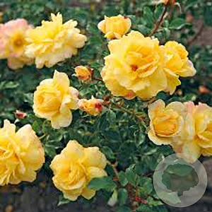 Rosa (H) 'Candela' A kwaliteit C1.5 eigen wortel