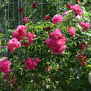 Rosa (K) Heidetraum PLUS 175-200 cm 20L 3 stok