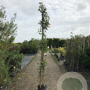 Rosa (K) Uetersener Klosterrose 200-250 cm 30L 3 stok