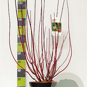 Cornus alba 'Sibirica' 100-125 cm 12L