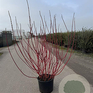 Cornus alba 'Sibirica' 100-125 cm 20L