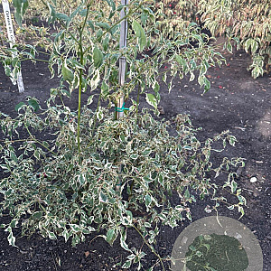 Cornus alternifolia 'Argentea' 80-100 cm met kluit