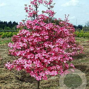 Cornus fl. 'Cherokee Chief' 200-250 cm cont. 110L