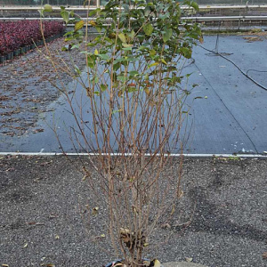 Cornus kousa 100-125 cm met kluit