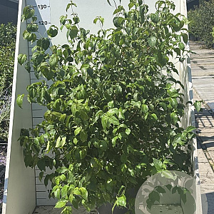 Cornus kousa 150-175 cm 12L