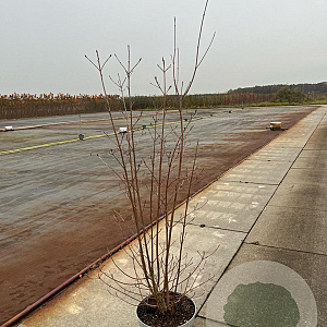 Cornus kousa chinensis 125-150 cm 15L