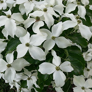 Cornus k. 'Nicole' 60-80 cm 20L breed