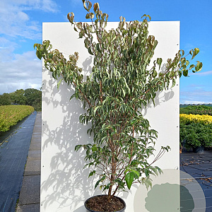 Cornus k. 'Robert's Selectie' 175-200 cm 20L