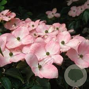 Cornus k. 'Rosemoore Pink' 150-175 cm 20L