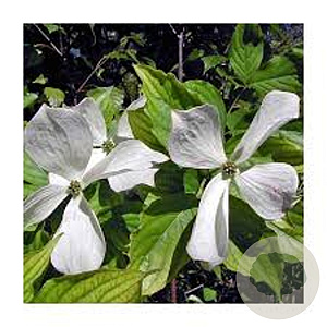 Cornus rutgersensis 'Aurora' 200-250 cm 50L