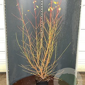 Cornus sang. 'Midwinter Fire' 125-150 cm 12L