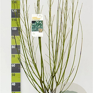 Cornus sericea 'Flaviramea' 100-125 cm 12L