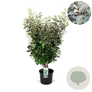 Elaeagnus ebbingei 60-80 cm 12L