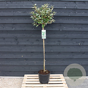 Elaeagnus ebbingei 120 cm stam 12L