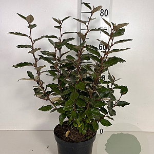 Elaeagnus ebb. 'Compacta' 50-60 cm 5,0L