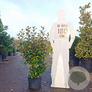 Elaeagnus ebb. 'Compacta' 100-125 cm 20L