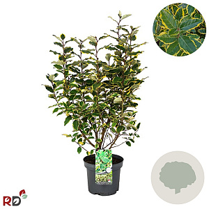 Elaeagnus ebb. 'Viveleg' 40-60 cm 5,0L