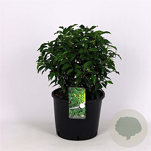 Prunus l. 'Angustifolia' 35 cm 12L bol