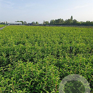 Prunus l. 'Angustifolia' 100-125 cm 7,5L