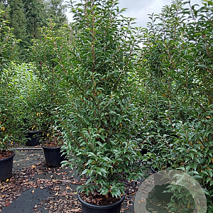Prunus l. 'Angustifolia' 200-225 cm 35L