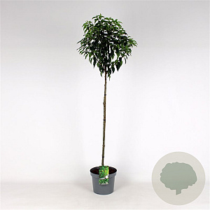 Prunus l. 'Angustifolia' 120 cm stam 12L