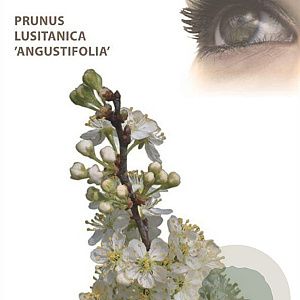 Prunus l. 'Angustifolia' 120 cm stam 12L