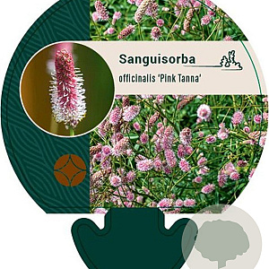 Sanguisorba o. 'Pink Tanna' GM P9