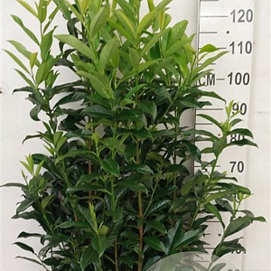 Prunus l. Genolia 100-125 cm 20L