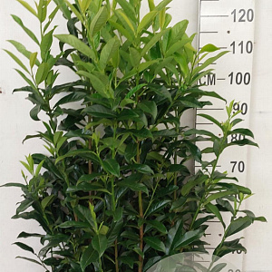 Prunus l. Genolia 100-125 cm 20L