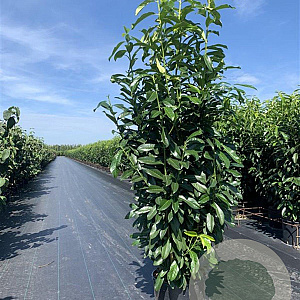 Prunus l. Genolia 100-125 cm 20L