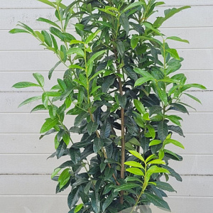 Prunus l. Genolia 125-150 cm 20L