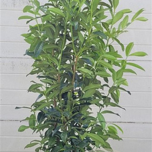Prunus l. Genolia 150-175 cm 20L