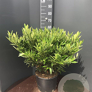 Prunus l. 'Otto Luyken' 60-80 cm 20L breed