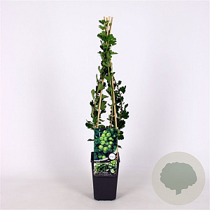 Ribes u.-c. Hinnonmäki Grön 70 cm 2,0L