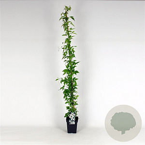 Clematis montana mix 150-175 cm 5,0L