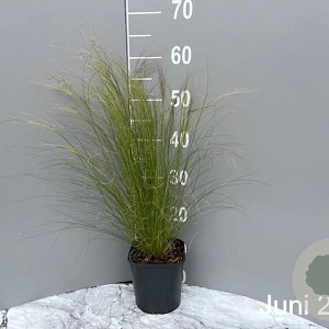 Stipa tenuissima 'Ponytails' GM 2,0L