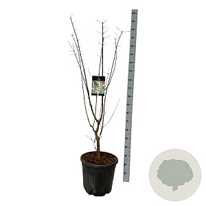 Acer palmatum 'Dissectum Flavescens' 100-120 cm 20L Oriental