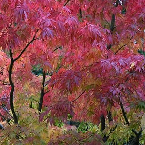 Acer palmatum 'Elegans' 200-250 cm cont. 180L